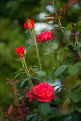 Beautiful roses in the garden, growing different varieties of flowers.