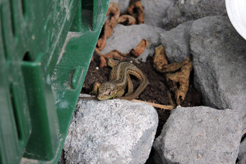 A close-up of a sand lizard basking in the Sun on a stone