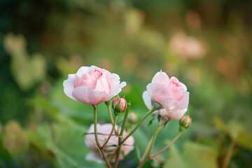 Beautiful roses in the garden, growing different varieties of flowers.
