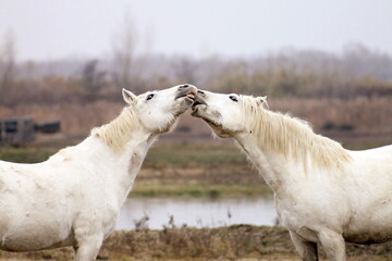 Obraz premium Pair of marsh horses in the nature reserve.