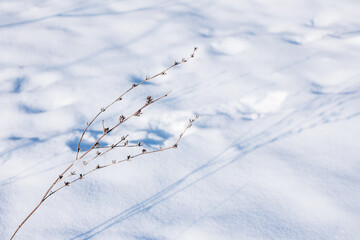 Dry plant on a snow. Winter sunny day.
