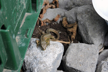 A close-up of a sand lizard basking in the Sun on a stone