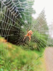 Spider in web