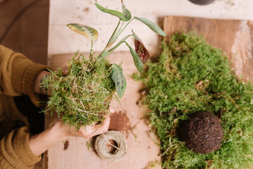 close up of hands holding kokedama , diy japanese decoration with plants and moss while at home with soil and rope. learning home gardening