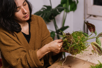 woman creating japanese kokedama, diy japanese decoration with plants and moss while at home during...