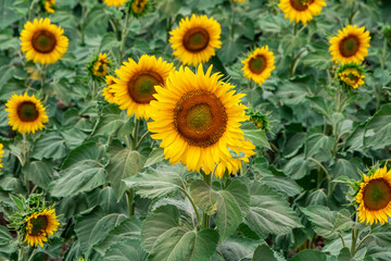 Fototapeta na wymiar Field of sunflowers. Sunflowers against the Sun. Natural background.