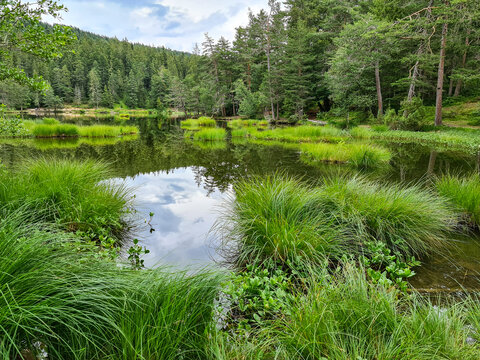 lake in the forest M&ouml;serer See Austria
