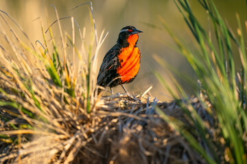 The long-tailed meadowlark (Leistes loyca)
