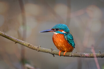 Close up of Kingfisher perched on branch against blurred background