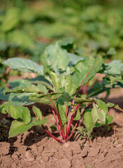 Young plants of beet in the garden.