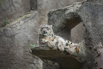 Irbis, snow leopard (Uncia uncia) portrait of a wild animal close-up. Rare animal species.