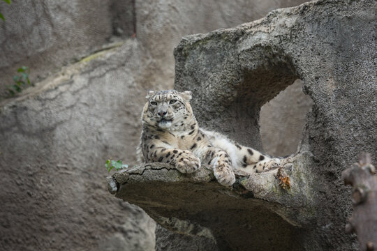 Irbis, snow leopard (Uncia uncia) portrait of a wild animal close-up. Rare animal species.
