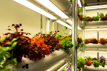 Modern greenhouse with plants. Multicolored plants on shelves of greenhouse. Orangery with houseplants and herbs. Lamps illuminate herbsin indoor greenhouse. Concept - purchase of orangery plants