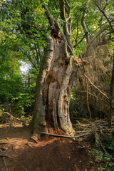 Close my eyes and I begin to see #16