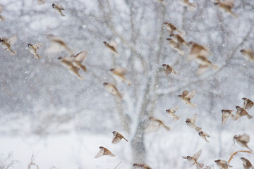 flock of sparrows flying on a snowy day