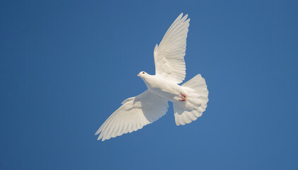 Fototapeta na wymiar free white dove flies beautifully across the blue sky