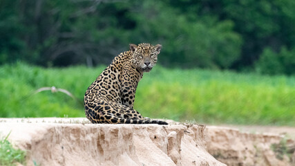 Jaguar