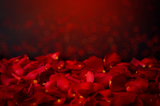 Valentines day dark background with rose petals