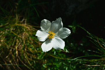 white flower in the garden