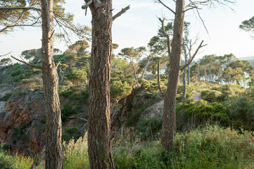 Three trees