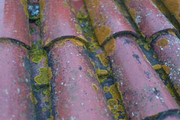 Texture of Moldy old roof tiles