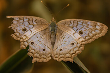 butterfly on leaf