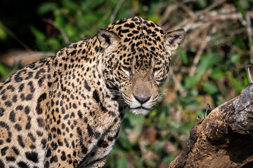 Jaguar