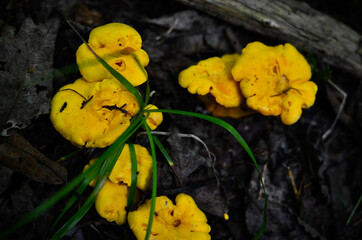 golden chanterelle mushroom