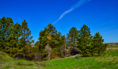 Obraz premium Green pine trees on the hills in a valley among the mountains in Montana