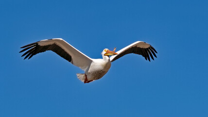 American white pelican in flight