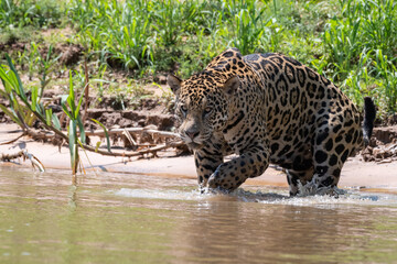 Jaguar
