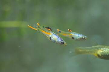 Fototapeta premium Poecilia wingei(el silverado) tropical fish in aquarium