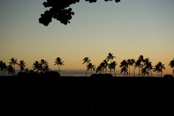 Fototapeta na wymiar silhouette plam trees