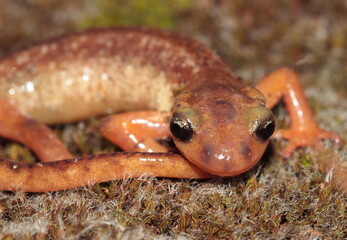 salamander on the rock