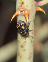 close up of a heteroptera