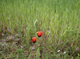 red poppies in the field