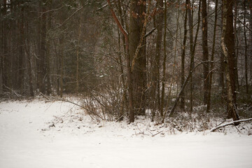 leśna zimowa ścieżka © Marcin Łazarczyk