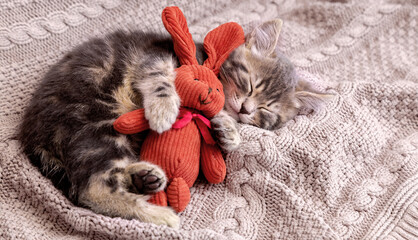 Kitten sleep on cozy blanket hug toy easter bunny. Fluffy tabby kitten snoozing comfortably with plush rabbit hare on knitted pink bed. Cat sweet dreams Copy space
