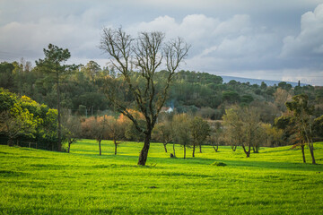 Fototapeta na wymiar Beautiful winter day in the green fields.Landscape view of the plains in Ribatejo, Portugal