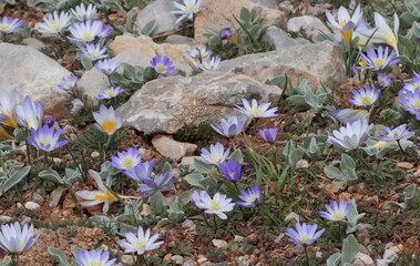 Anemone flowers in the field.