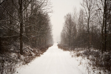 leśna zimowa ścieżka © Marcin Łazarczyk
