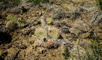 Prickly pear cacti (Opuntia sp.) in the foothills of the mountains. Cacti