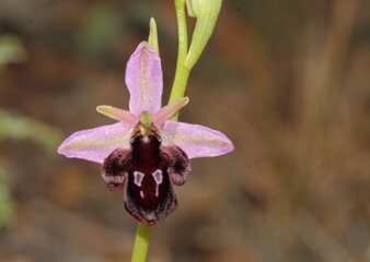 Mediterrain orchids from nature of Taurus mountains