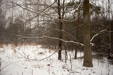 zimowa drzewo, łąka