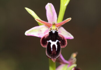 Mediterrain orchids from nature of Taurus mountains