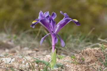 purple iris flower