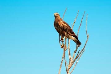 bird of prey