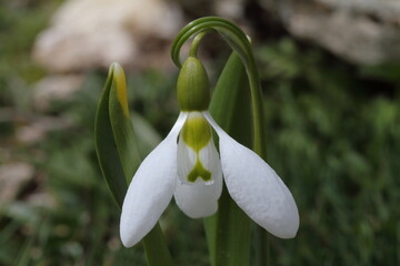 spring snowdrop flower