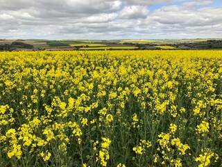 Field of Yellow Flowers