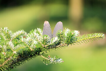 fir cones, purple fir fruit, beautiful conifer cones